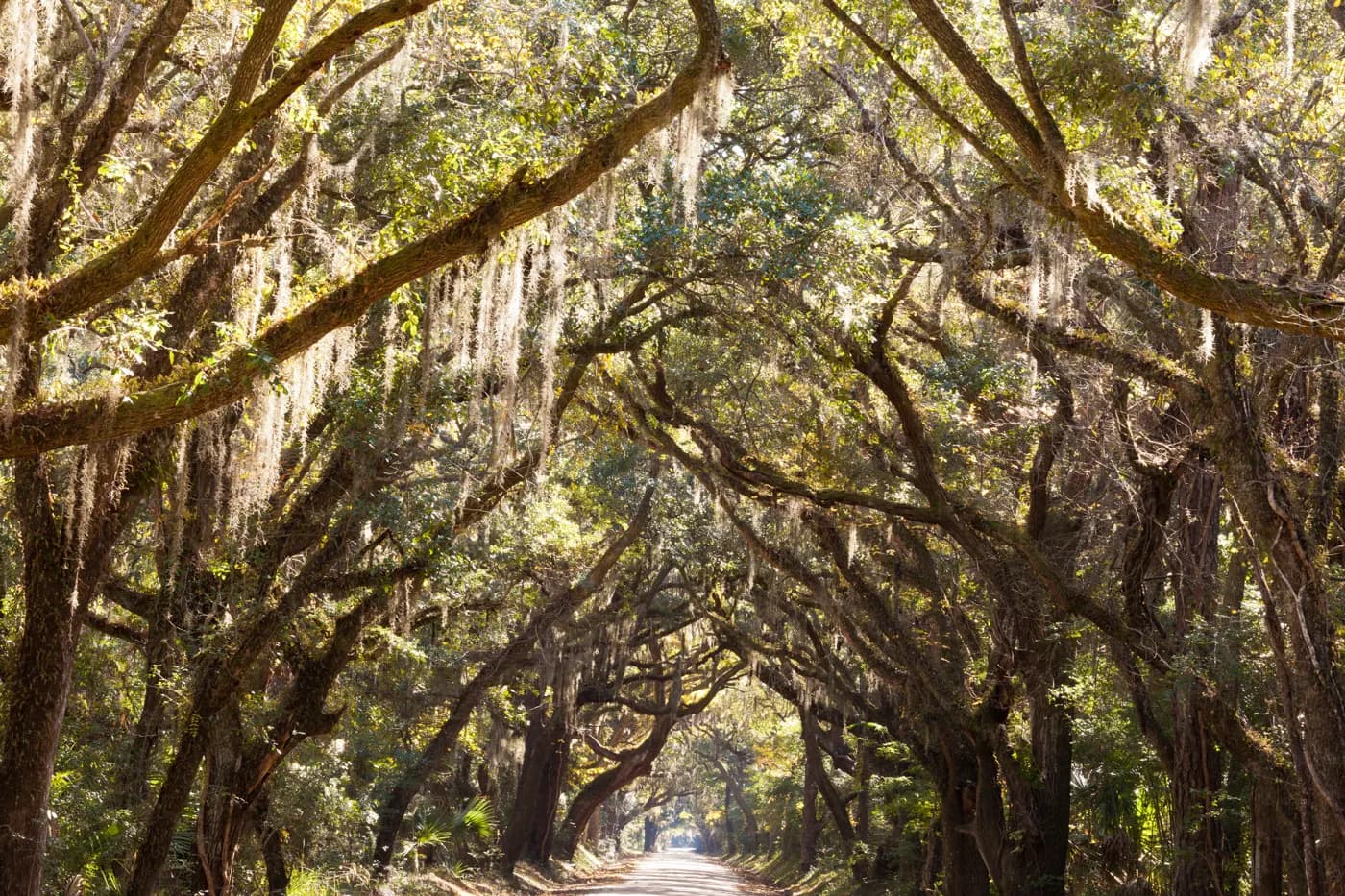A country road under a canopy of live oaks